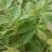 黄柏芽苗基地直供