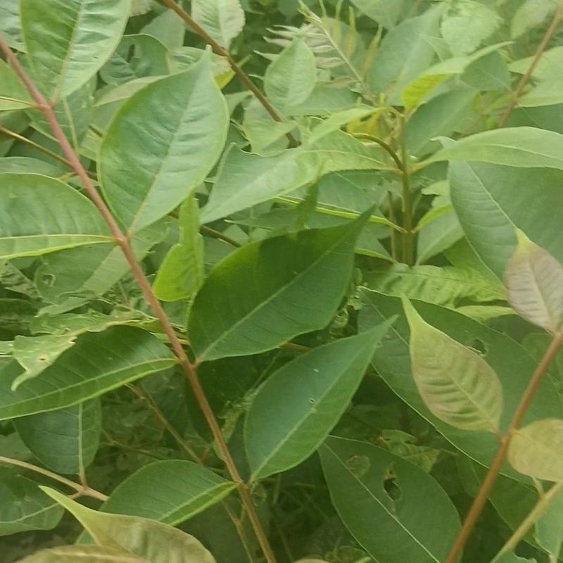 黄柏芽苗基地直供