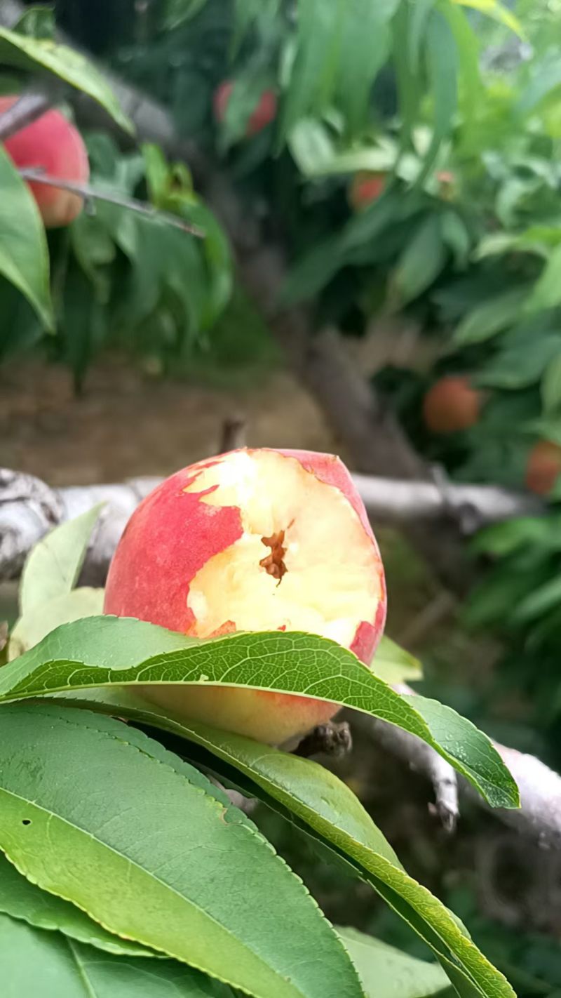 北京十四，是我们这里的一手货源，离核果，口感脆甜汁多，