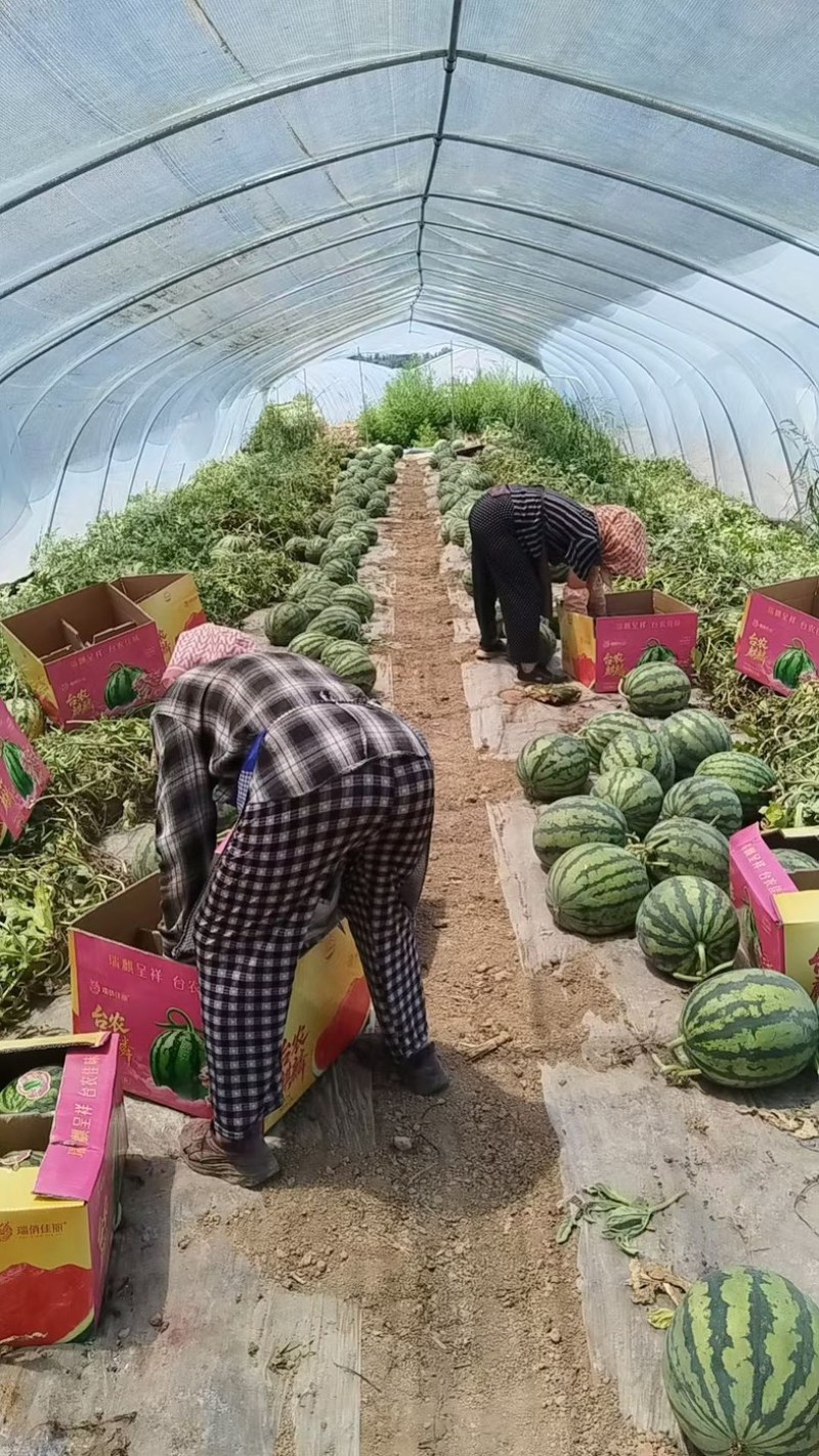 宁夏精品无籽麒麟瓜，原棚头茬，品质保证，量大从优。