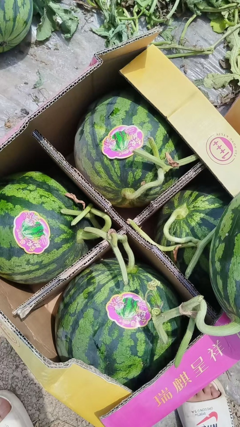 宁夏精品无籽麒麟瓜，原棚头茬，品质保证，量大从优。