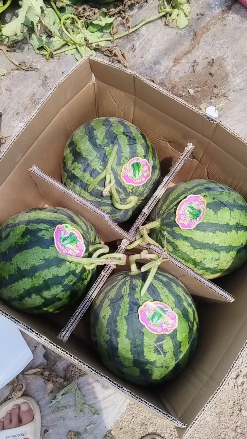 宁夏精品无籽麒麟瓜，原棚头茬，品质保证，量大从优。