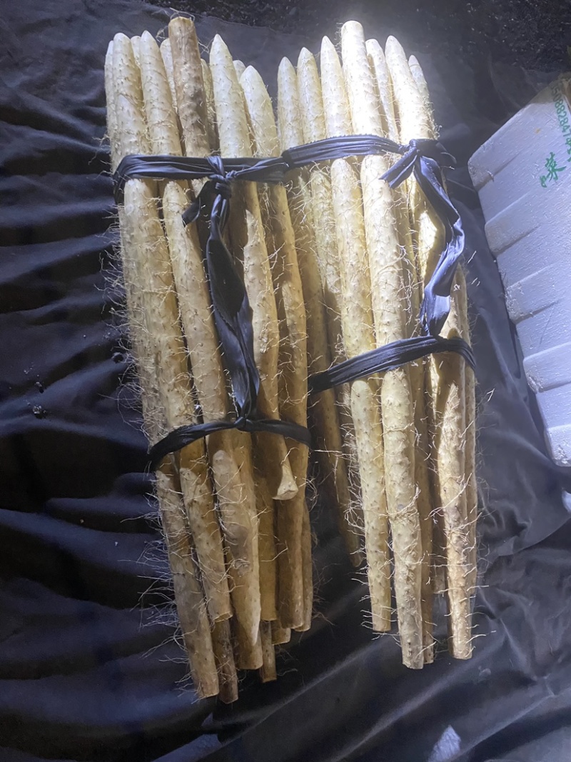 毛山药