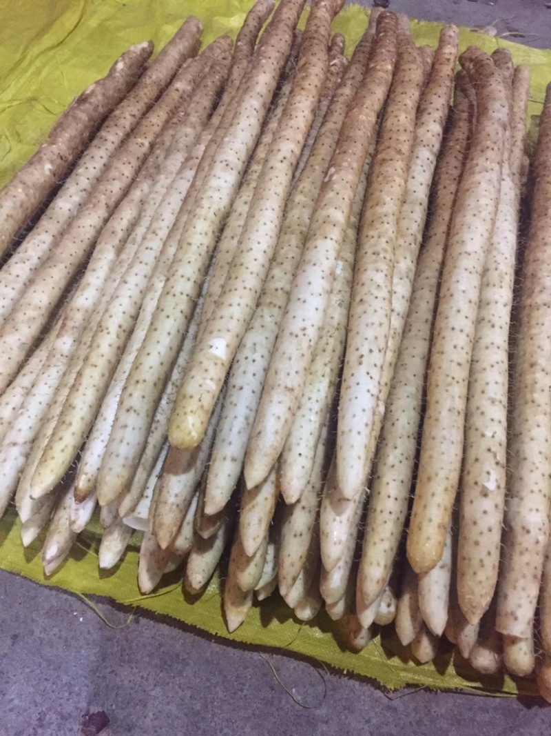 毛山药