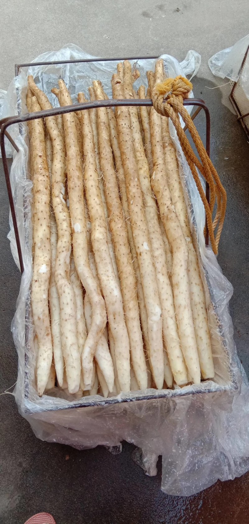 毛山药