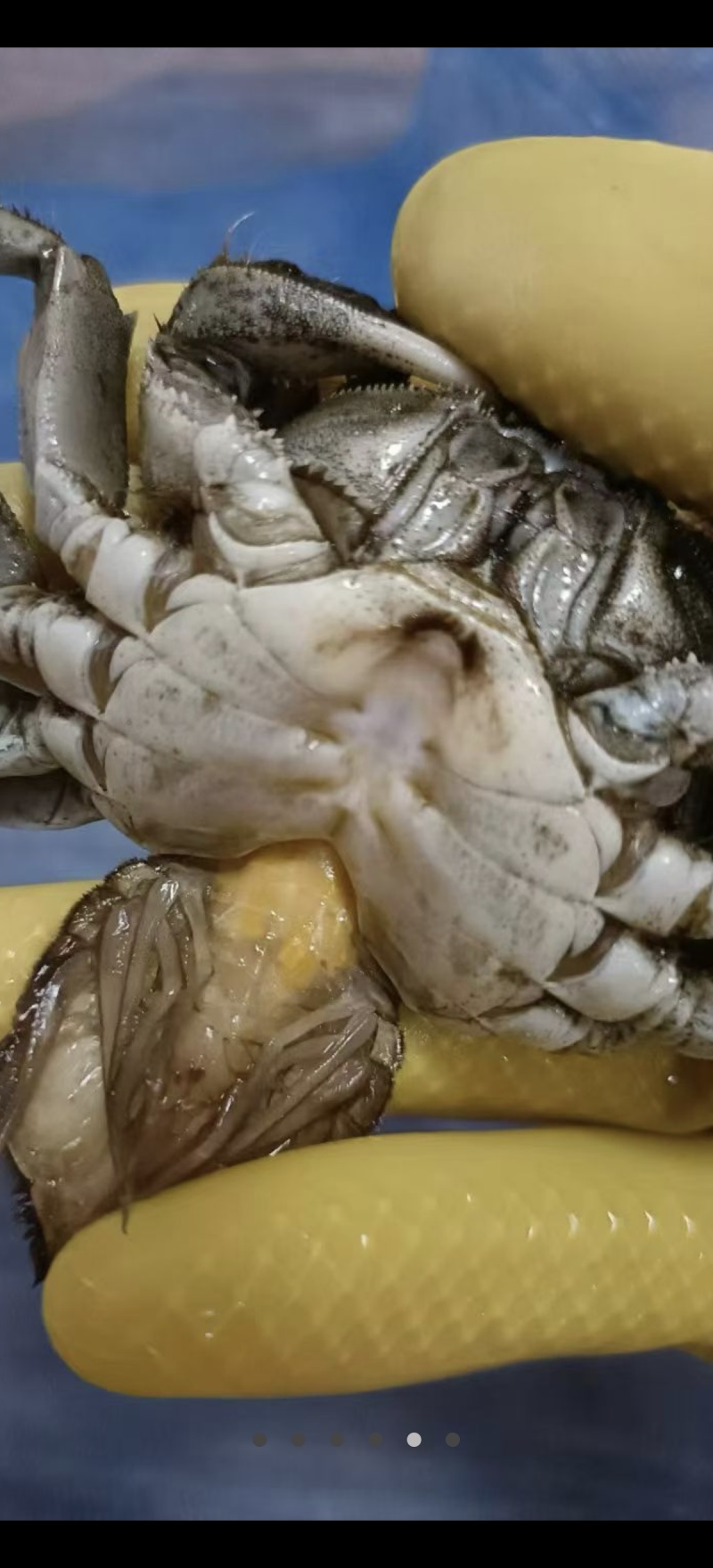 六月黄