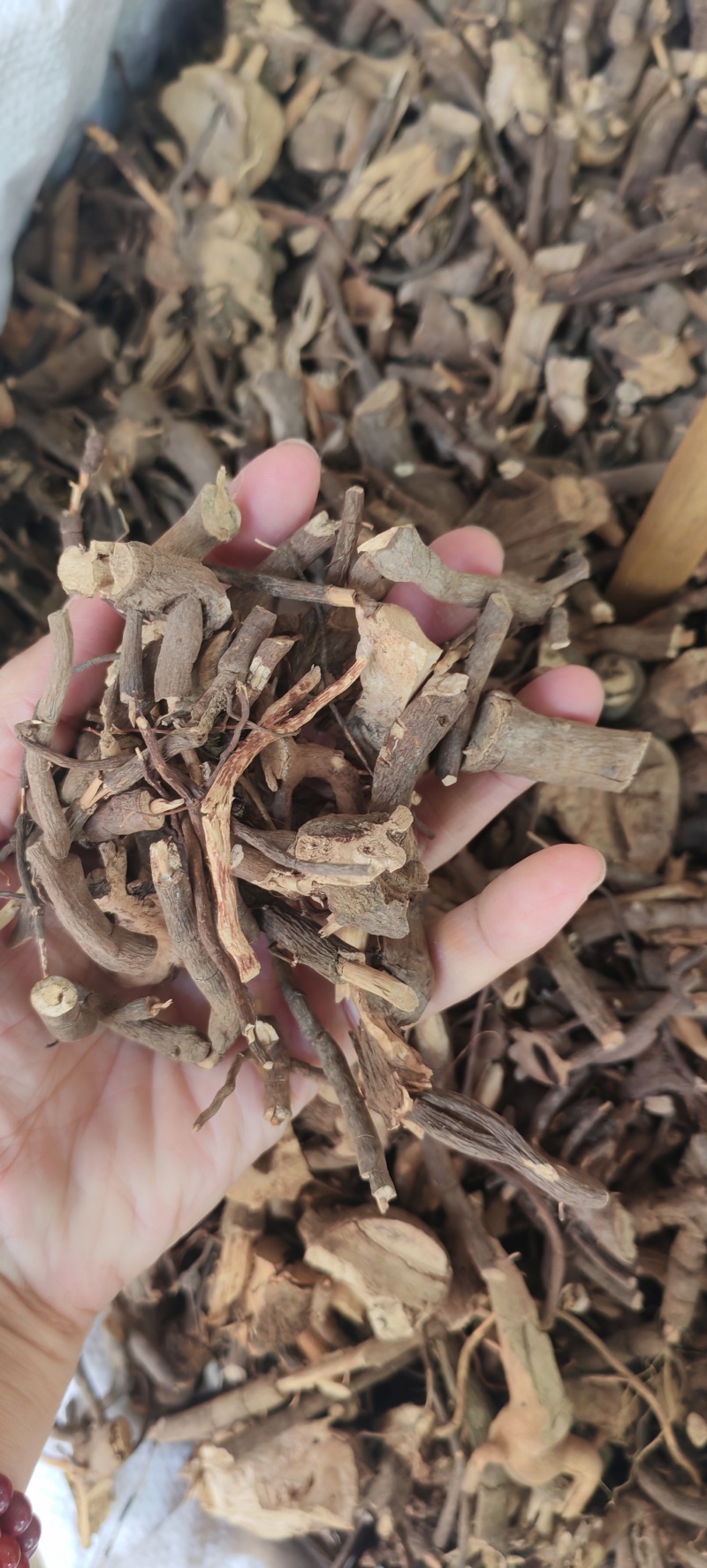 中药材小罗伞，小凉伞，朱砂根