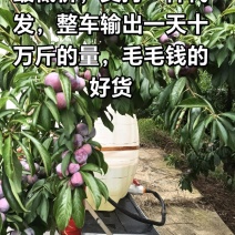 四川脆红李，小翠红，