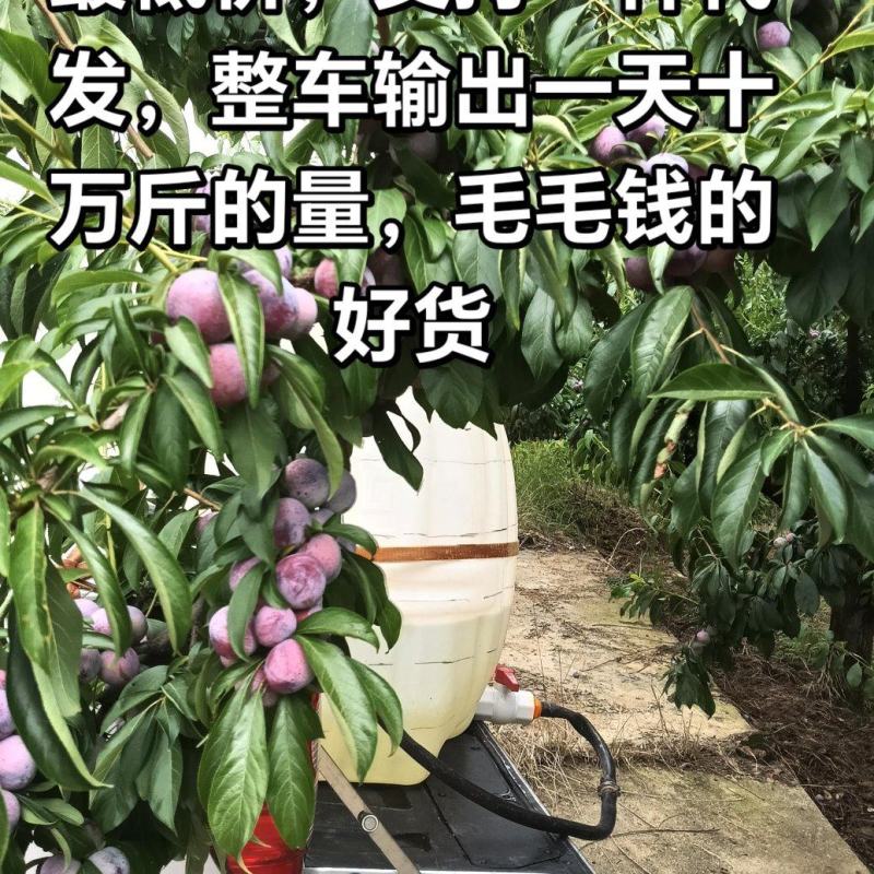 四川脆红李，小翠红，