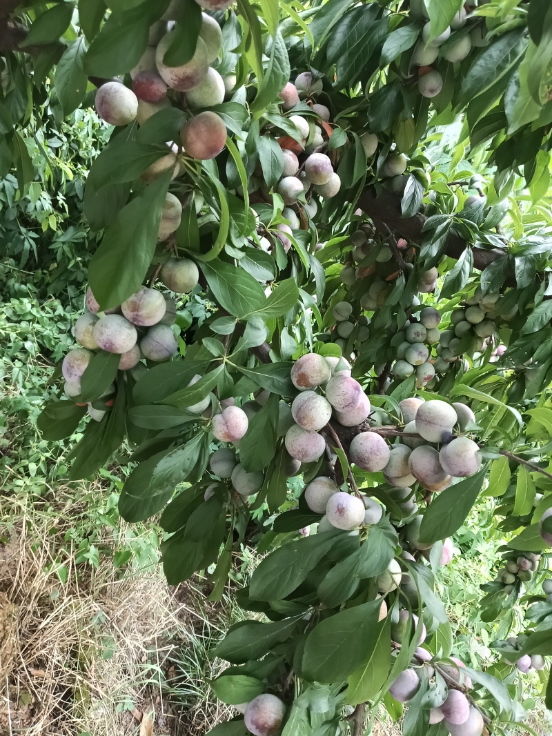四川脆红李，小翠红，