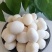 小芋艿