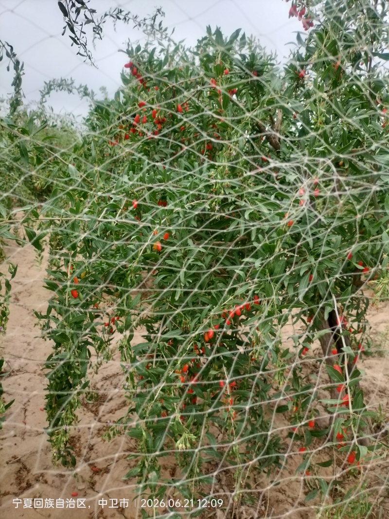 宁夏中卫市海原县家乡通过一个星期自然晒干的枸杞