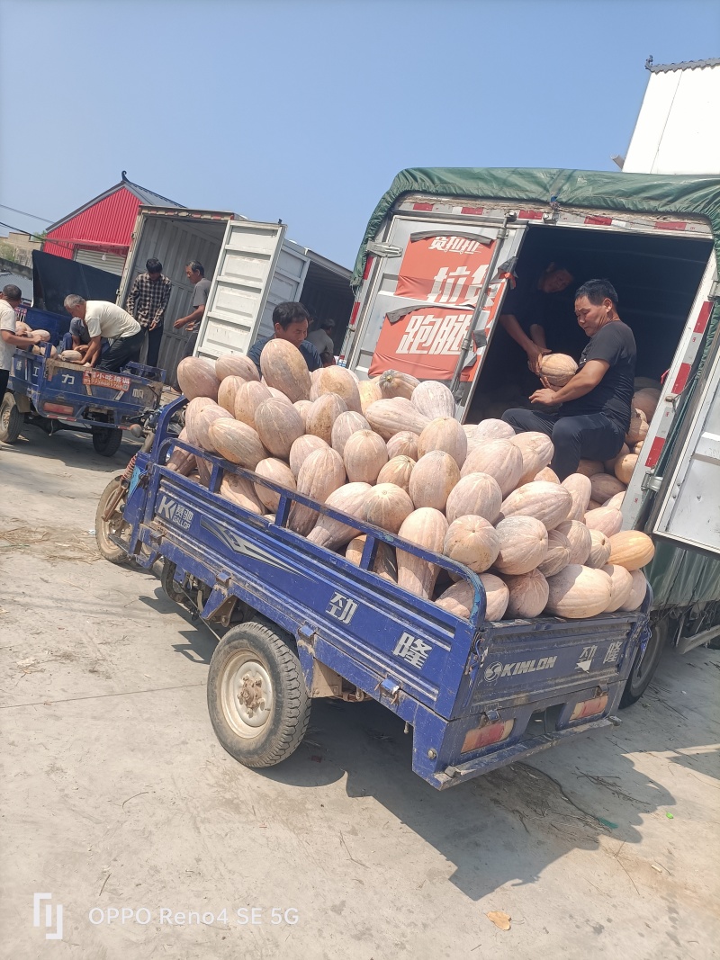 河南省确山县瓦岗丘陵地老南瓜