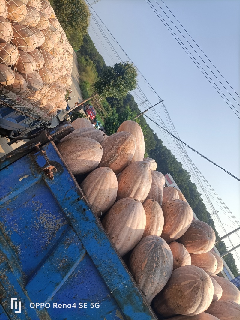 河南省确山县瓦岗丘陵地老南瓜