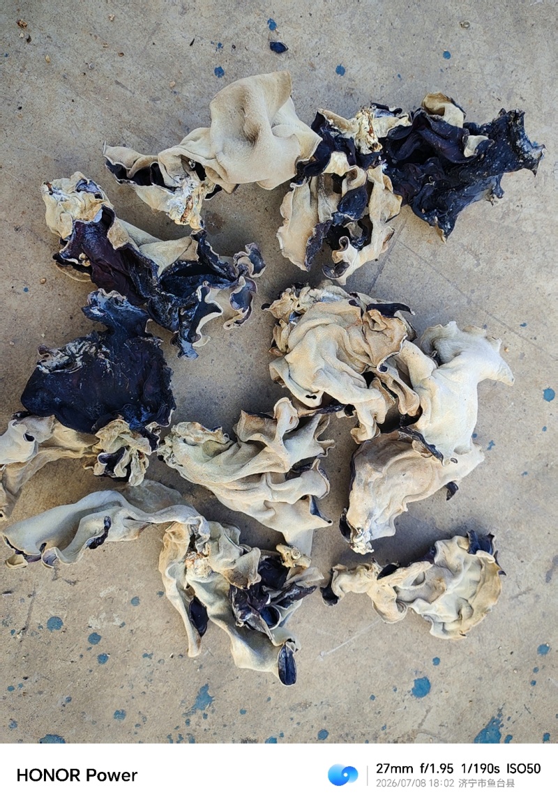 单叶片水洗分拣头茬毛木耳***品种酒店专用