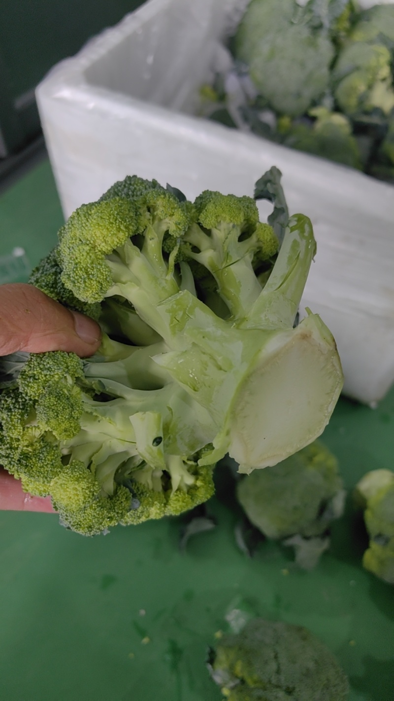 精品坝上西兰花