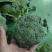 精品坝上西兰花
