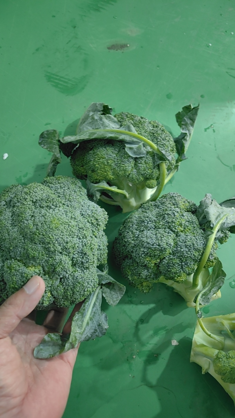精品坝上西兰花