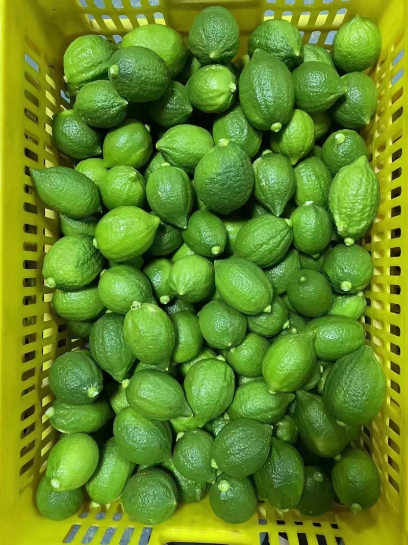香水柠檬