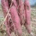 渭河滩沙地板栗红薯大量上市，干，面，甜，无丝，无虫眼