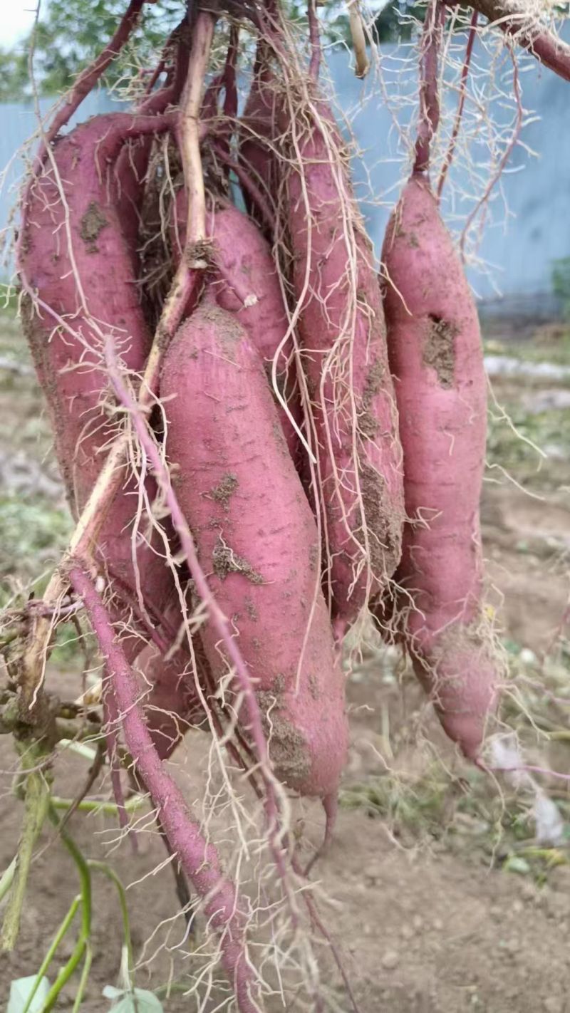 渭河滩沙地板栗红薯大量上市，干，面，甜，无丝，无虫眼