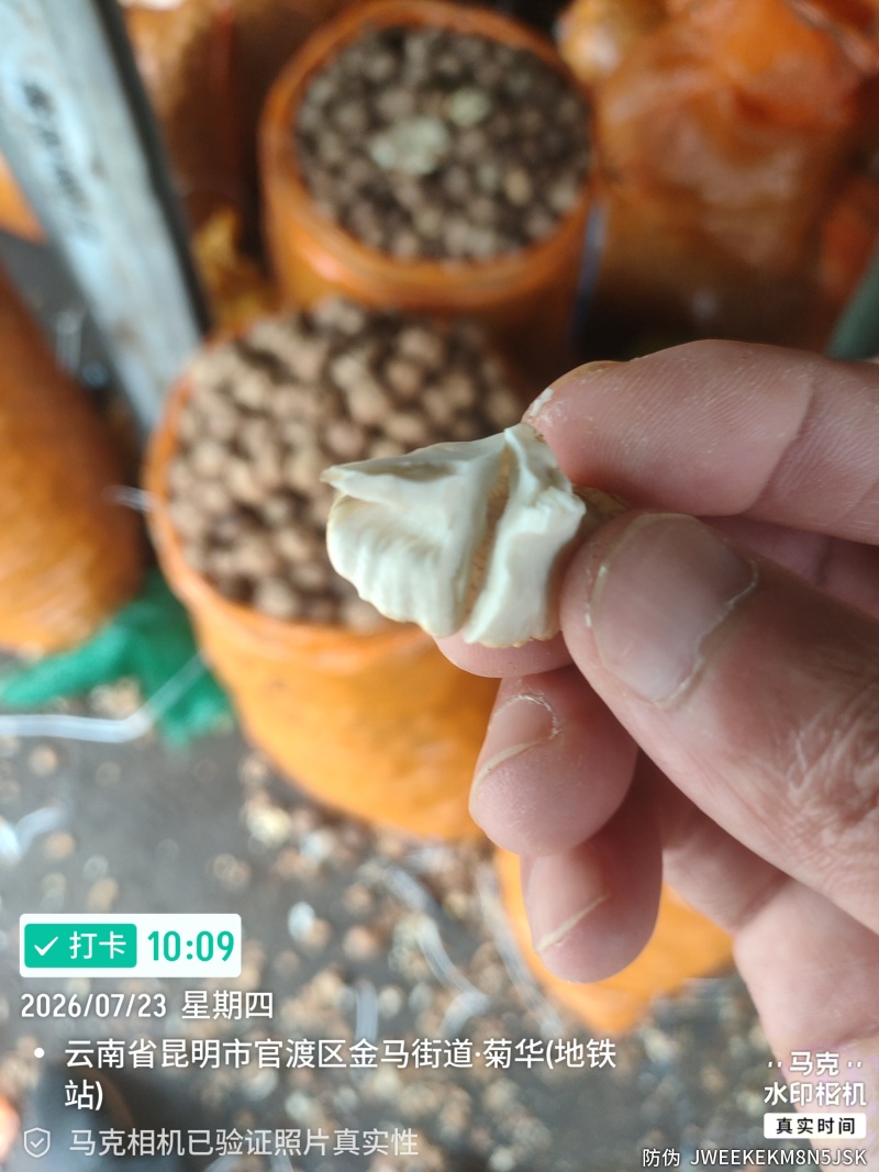 云南青皮核桃去皮大果