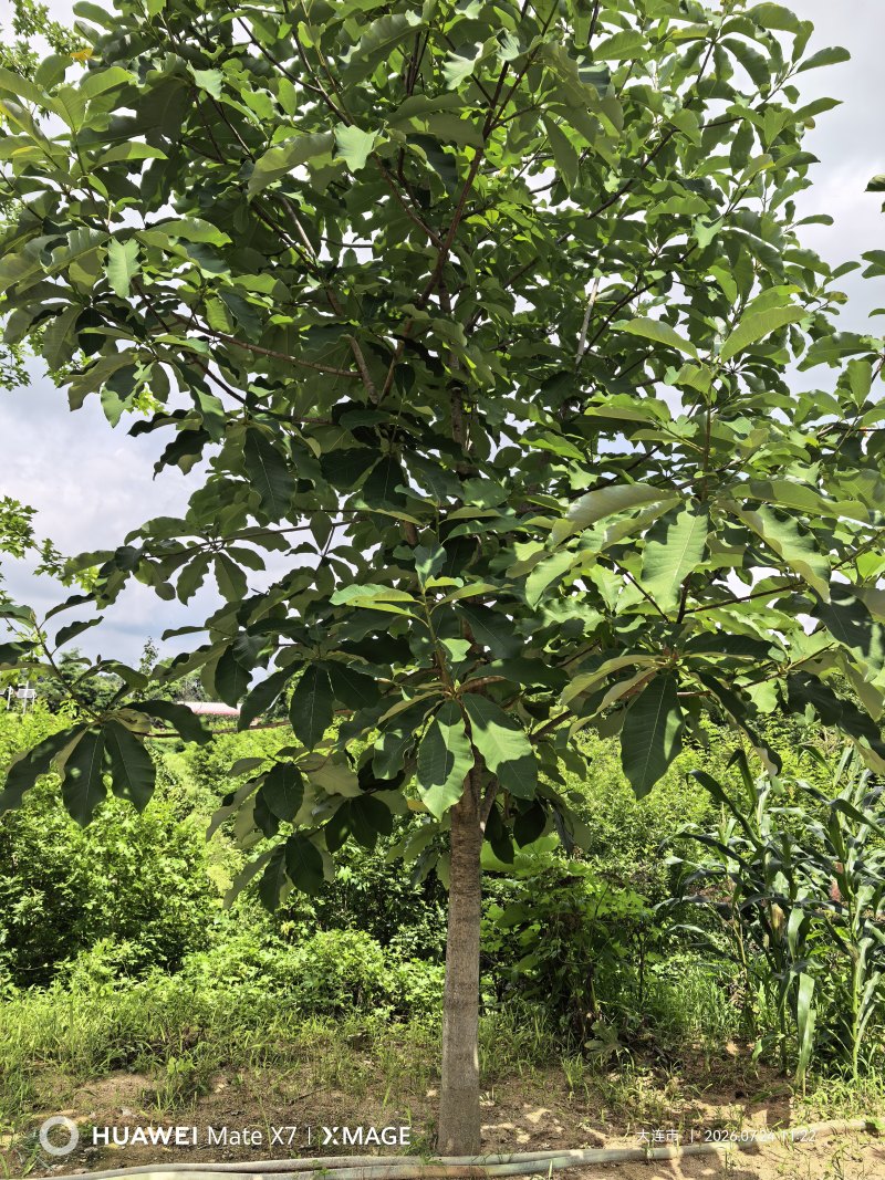 正宗美国红利树，树形好，数量众多，年份好，移栽成活率高。
