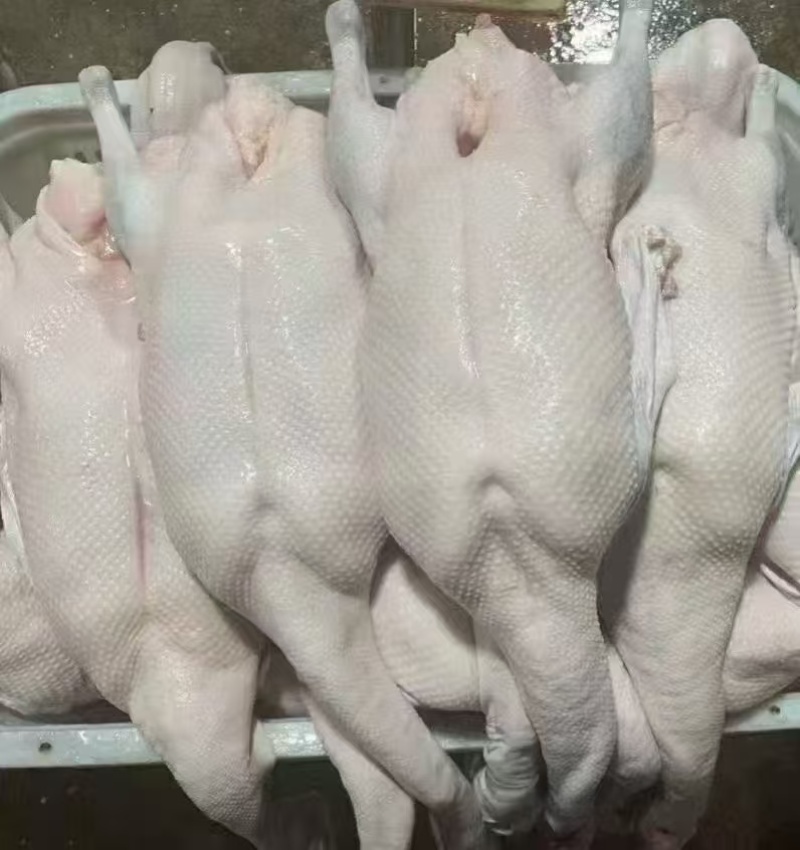 清远黑棕鹅