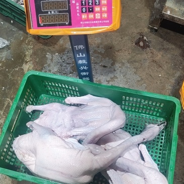 清远黑棕鹅