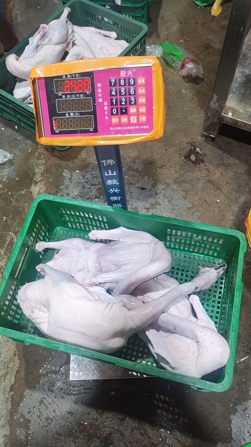 清远黑棕鹅
