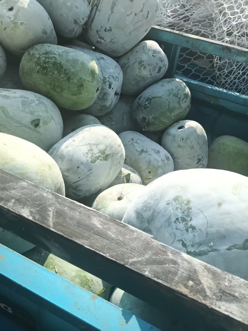 基地大量收售黑皮冬瓜，白冬瓜，串铃，白桶子冬瓜
