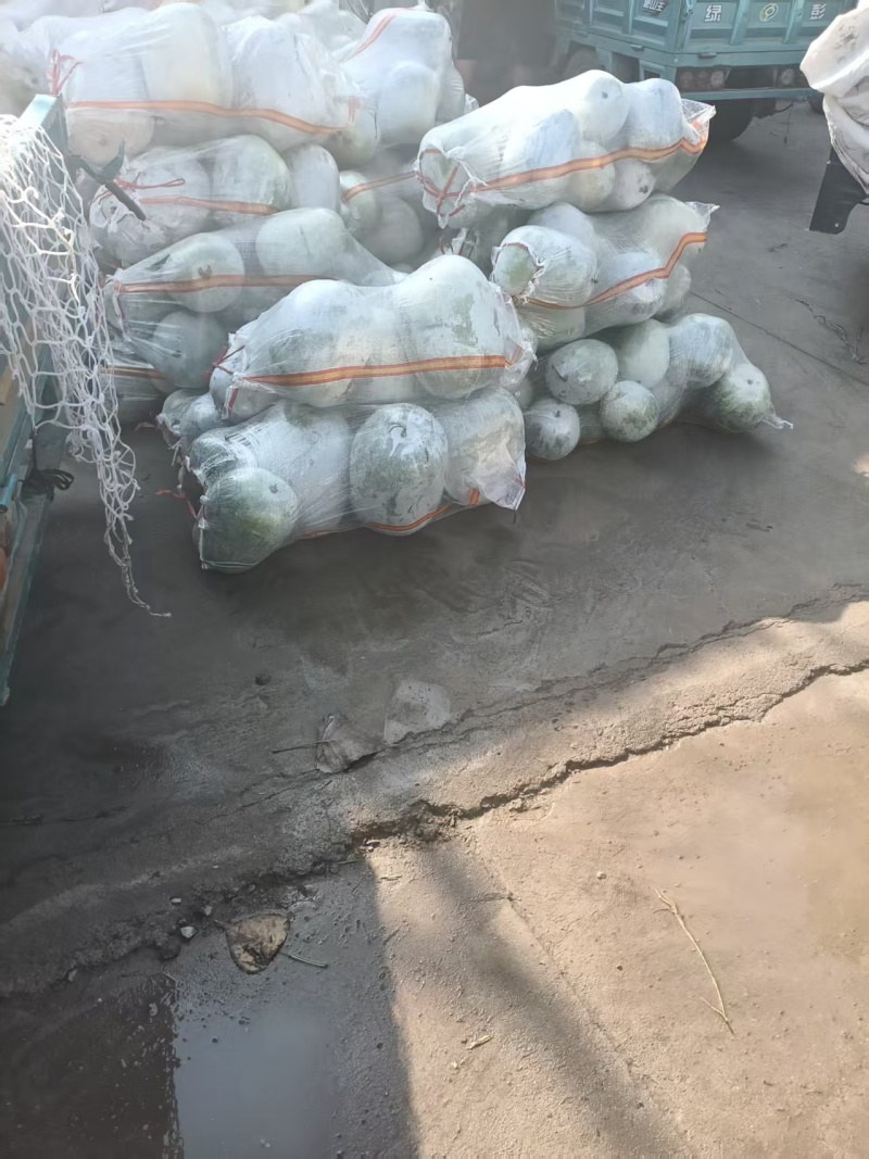 基地大量收售黑皮冬瓜，白冬瓜，串铃，白桶子冬瓜