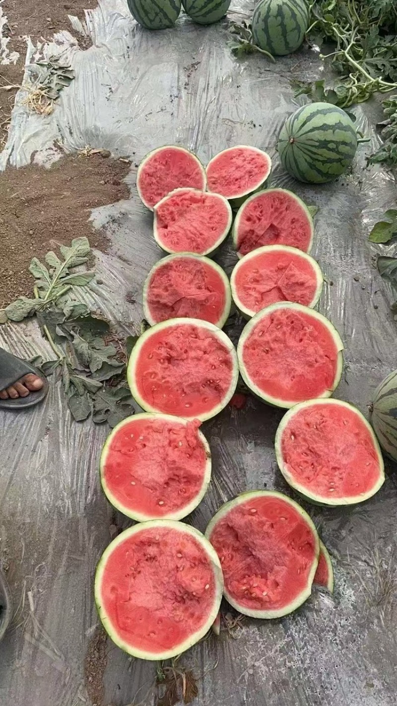 甘肃台农无籽麒麟美都西瓜台农种植质量三包