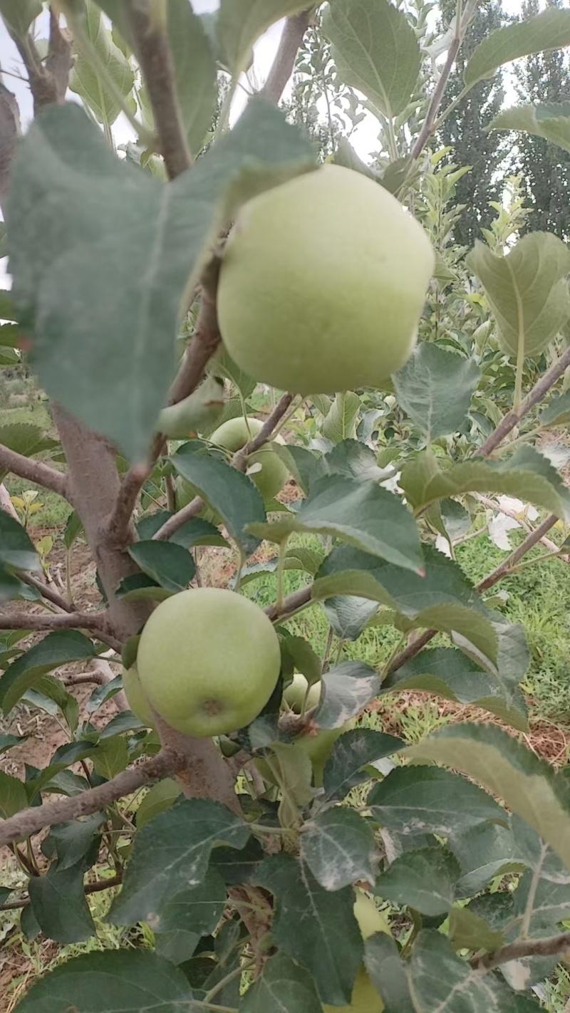 阿克苏青苹果