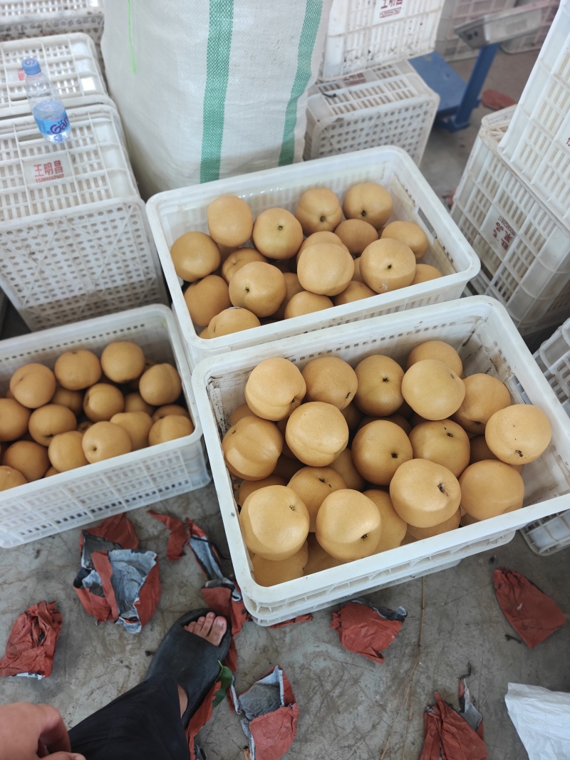 丰水梨大量上市，山东聊城万亩产区，对接各大平台
