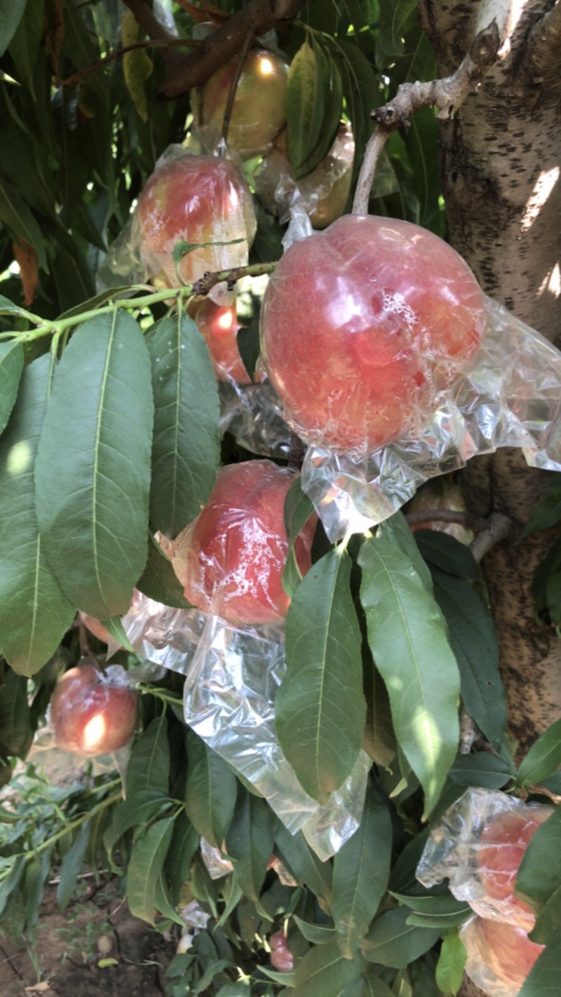 优质毛桃上市，有需要的客商请联系我