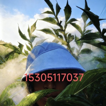 商品魔芋，鲜魔芋豆腐,魔芋种出售***********