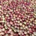 珍珠枣油桃