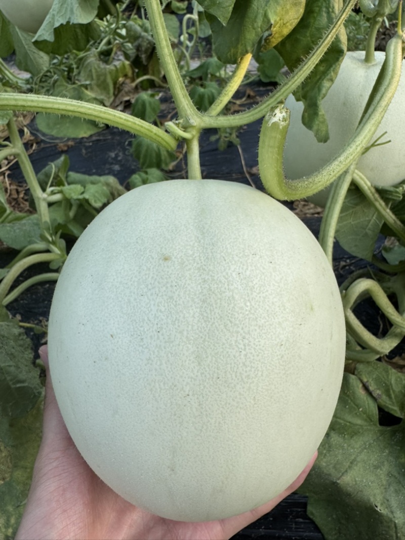玉菇甜瓜软糯甘甜