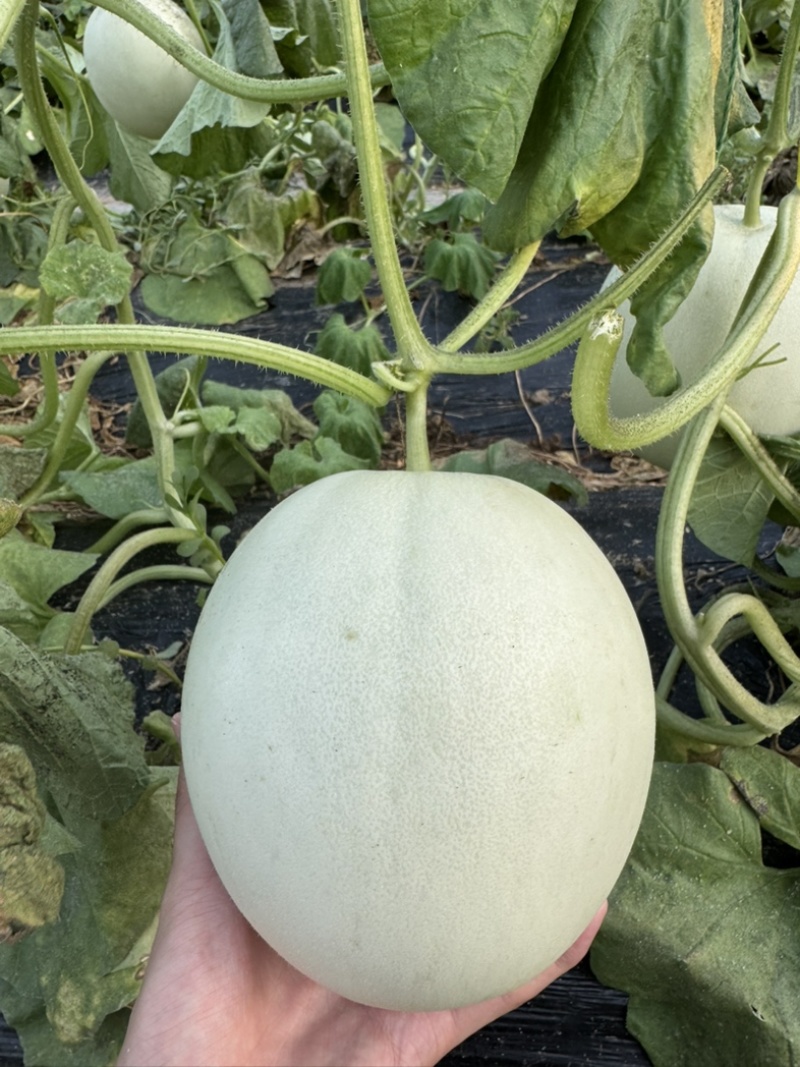 玉菇甜瓜软糯甘甜
