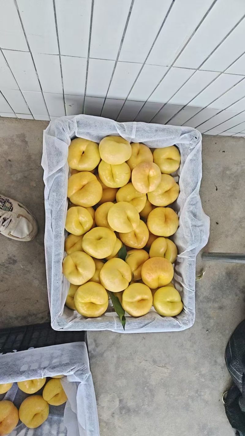 黄油潘桃大量上市广东基地直发对接商超团购批发一条龙服务