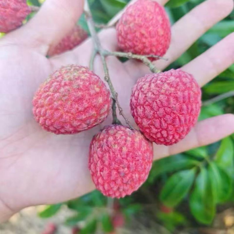 仙进奉荔枝