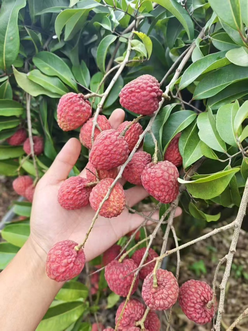 仙进奉荔枝