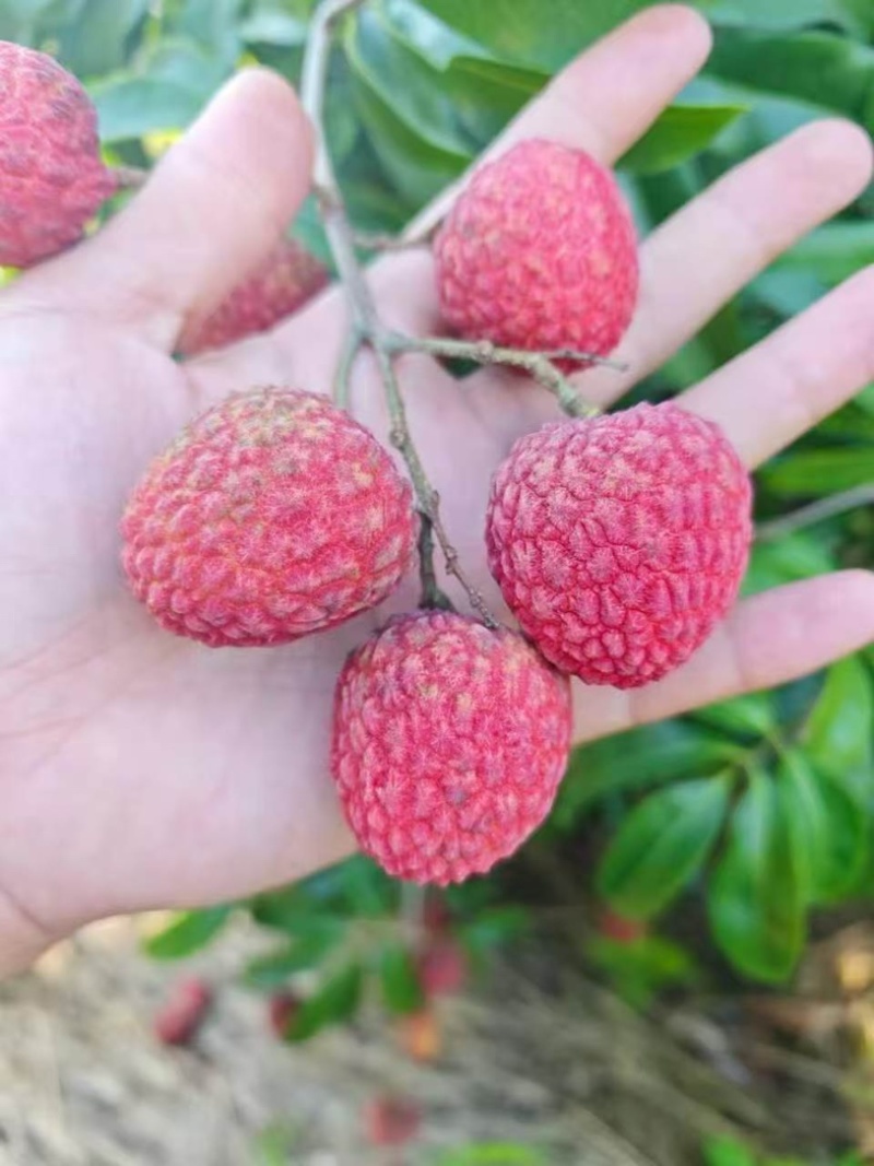 仙进奉荔枝