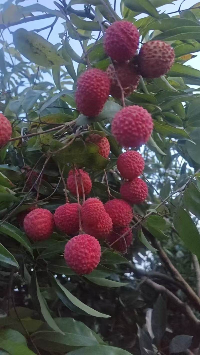仙进奉荔枝