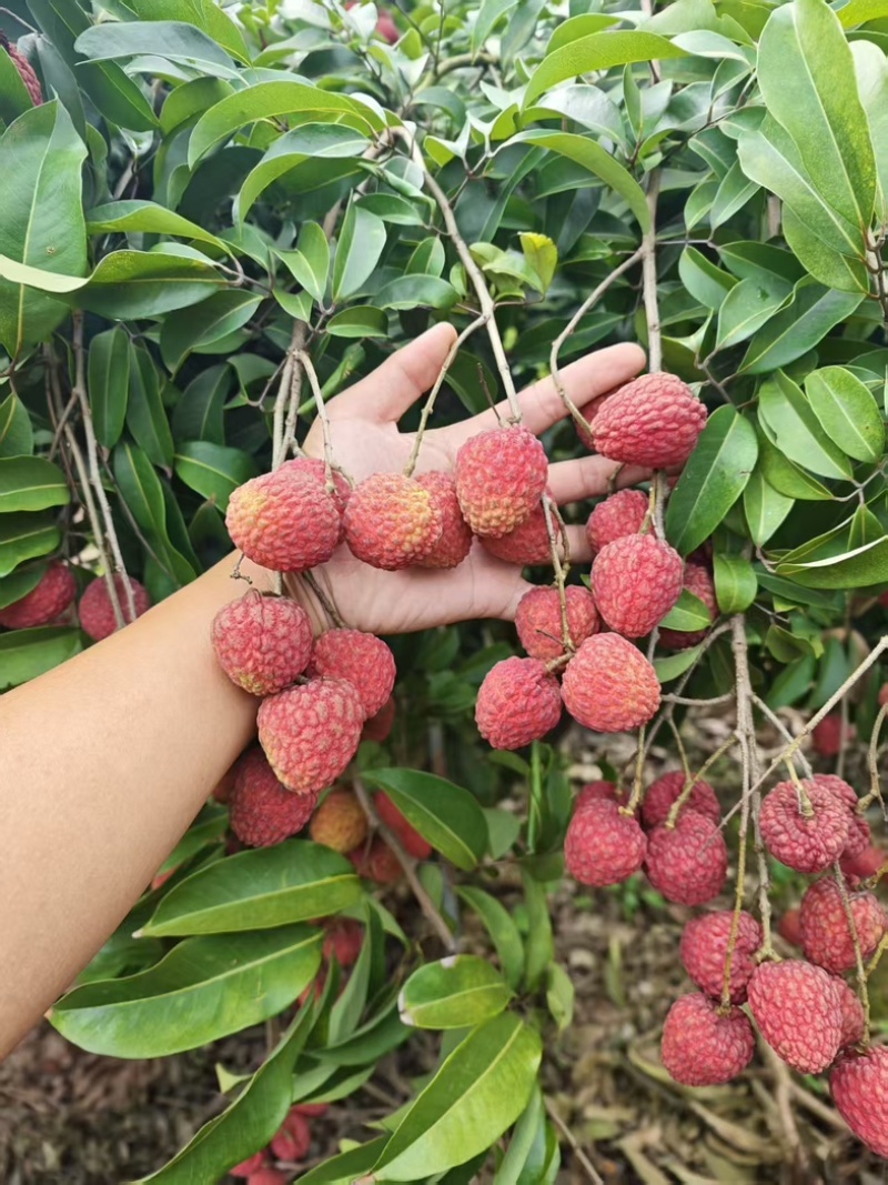 仙进奉荔枝
