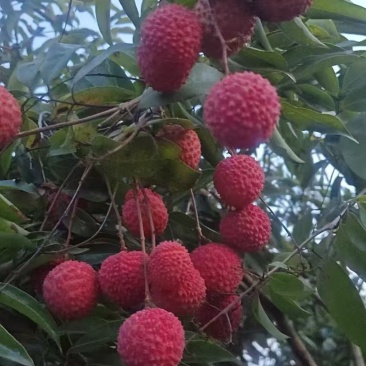 荔枝无核荔枝新鲜现摘现发品质优可视频看货支持全国发货欢迎