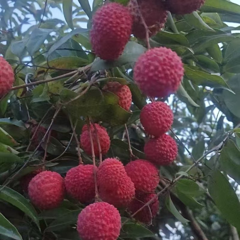 荔枝无核荔枝新鲜现摘现发品质优可视频看货支持全国发货欢迎