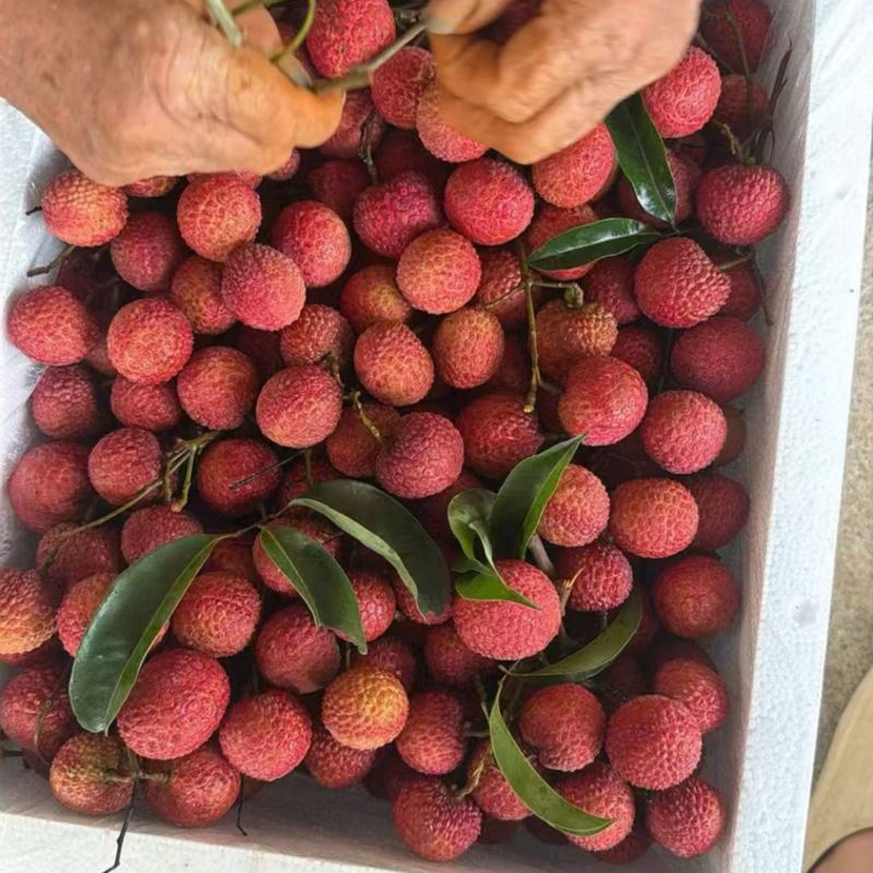 双肩玉荷包荔枝大量有货基地直供品质优可对接市场商超欢迎咨