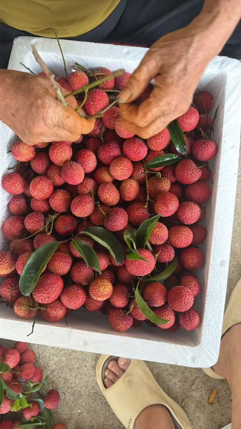 双肩玉荷包荔枝大量有货基地直供品质优可对接市场商超欢迎咨